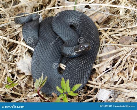 Black Viper stock image. Image of basking, viper, snake - 91992413