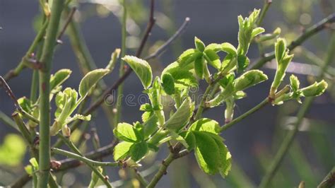 Las Nuevas Hojas Verdes Brotan En Arbusto De La Frambuesa Y De