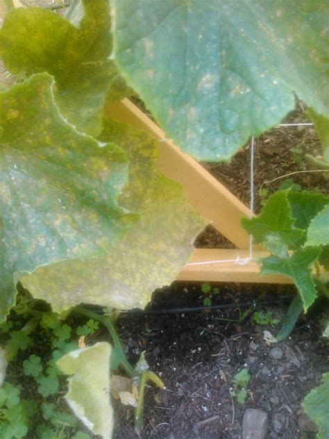 Diseases Is This The Cucumber Mosaic Virus Gardening And Landscaping