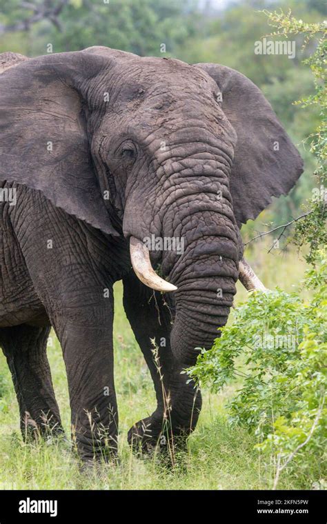 Male African Bush Elephant Elephas Africana In Kruger National Park