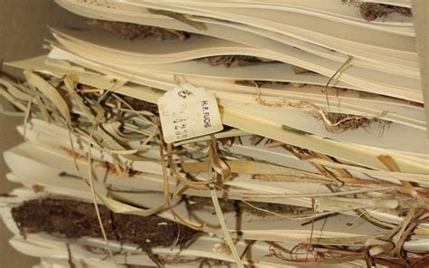 Das Herbarium Des Botanischen Gartens Der Uni Bern Tierwelt Ch Tierwelt