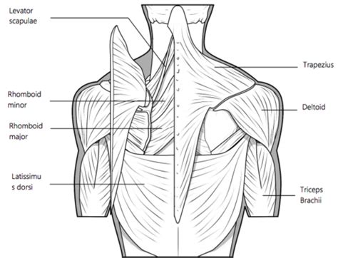 Manual Muscle Tests And Prime Movers With Pics Flashcards Quizlet