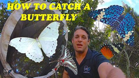 How To Catch A Butterfly Tips Youtube