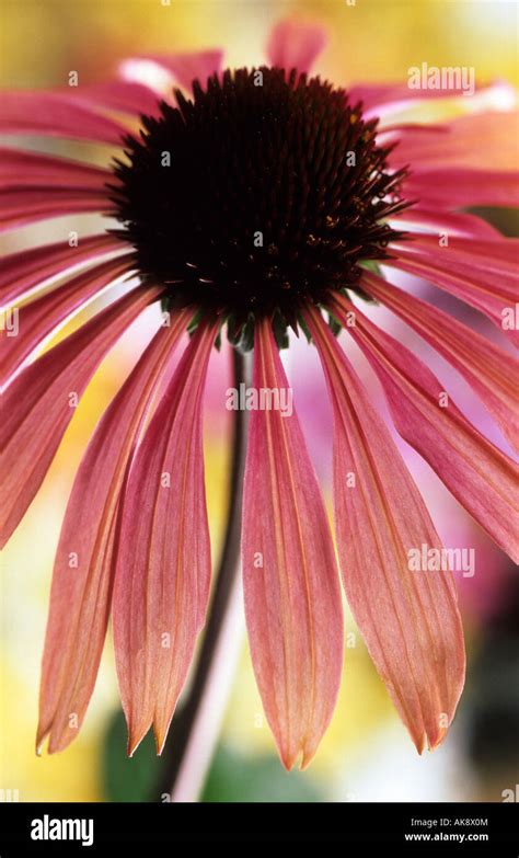 Echinacea Purpurea Summer Sky Stock Photo Alamy