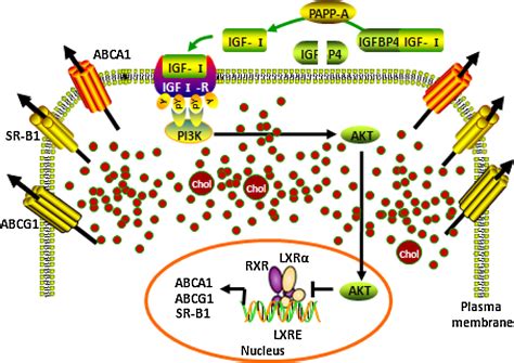 Papp A Negatively Regulates Abca1 Abcg1 And Sr B1 Expression By