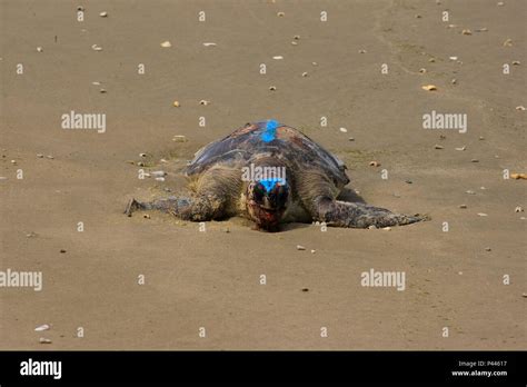 Tartaruga Morta Hi Res Stock Photography And Images Alamy