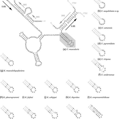 Putative Secondary Structure Of The 5 8s Rdna Of Unicapsula Muscularis Download Scientific