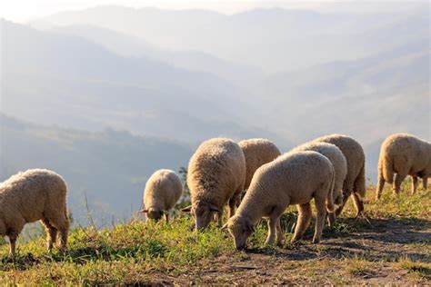 Rebanho De Ovelhas Pastando Em Uma Colina Ao Nascer Do Sol De Manh E