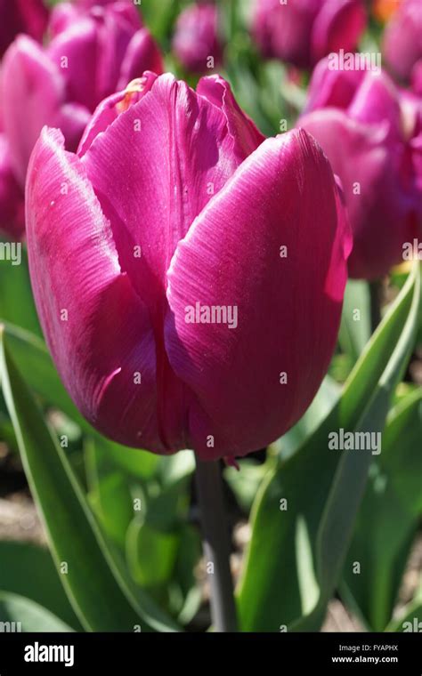 Close Up Of The Single Early Tulip Purple Prince Stock Photo Alamy