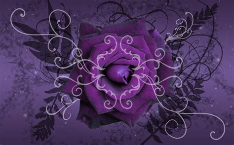 Purple Dragon Wallpaper - WallpaperSafari