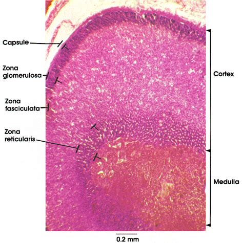 Zona Reticularis Histology