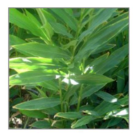 Galangal Plant – Australian Gardener