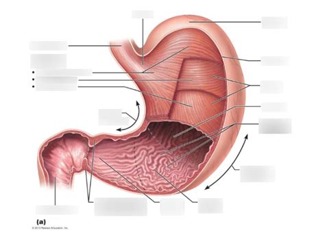 Chapter Digestive System Diagram Quizlet