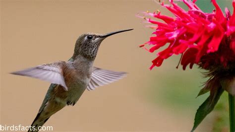 Broad Tailed Hummingbird Identification