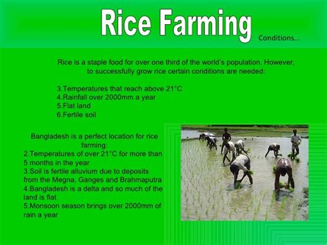 Rice Farming