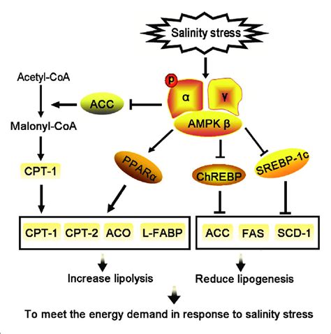 Salinity Stress Activates The Ampk Signaling To Regulate Lipid