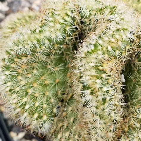 Mammillaria Elongata Cristata Planet Desert