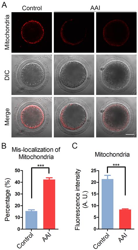 Exposure To Aristolochic Acid I Compromises The Maturational Competency