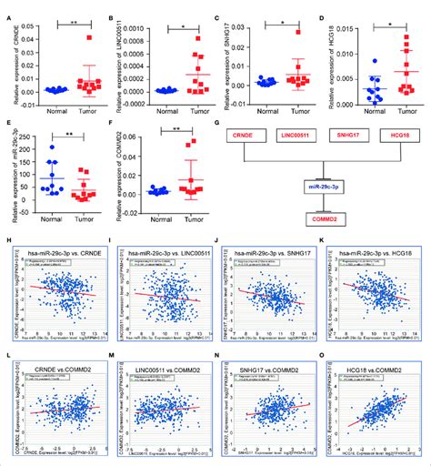 Correlations Of LncRNAs With MiR 29c 3p And COMMD2 In LIHC A F