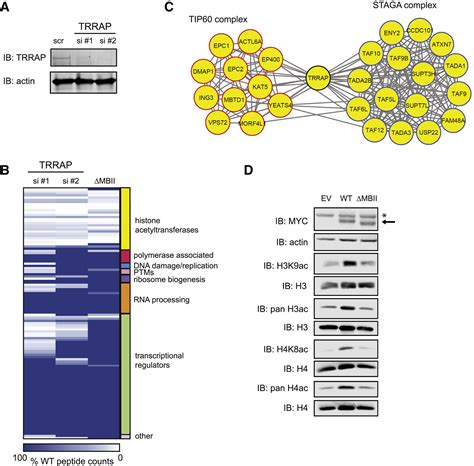 Myc Protein Interactome Profiling Reveals Functionally Distinct Regions