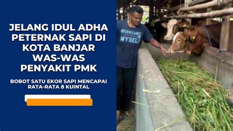 Jelang Idul Adha Peternak Sapi Di Kota Banjar Was Was Penyakit PMK