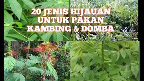 Jenis Hijauan Untuk Pakan Kambing Youtube