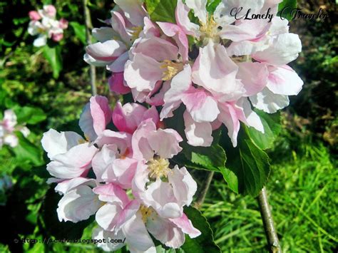 Apple Flower Malus Pumila