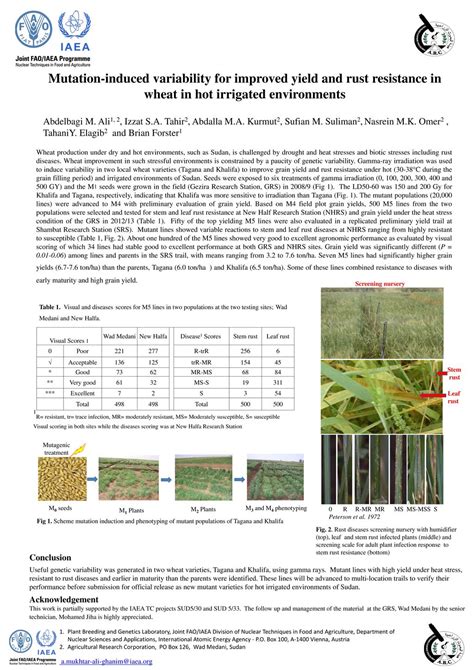 Mutation Induced Variability For Improved Yield And Rust Resistance In Wheat In Hot Irrigated