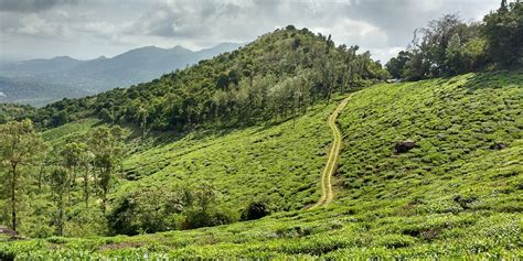 Top 10 Wayanad Waterfalls : Exploring Kerala's Paradise- TripXL