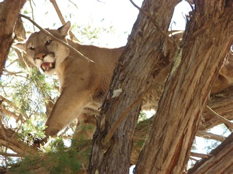 New Mexico Mountain Lion Season Ends With A Good Tom Gary Webb Guide