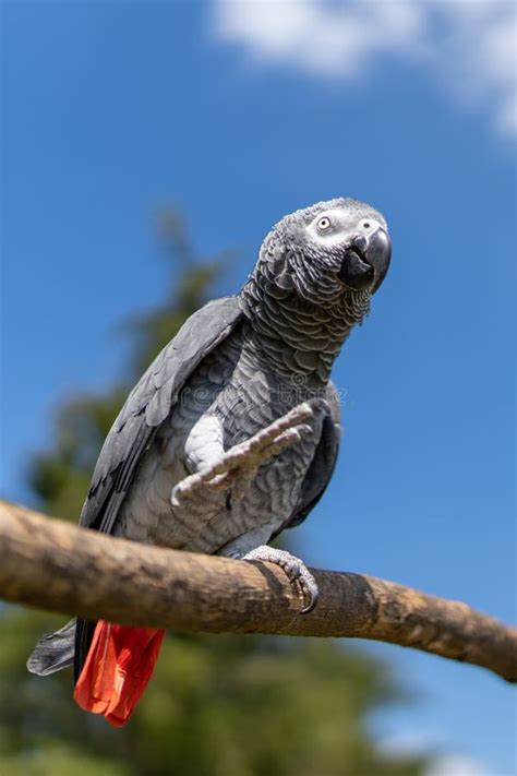 Grey Parrot Psittacus Erithacus Stock Photo Image Of Intelligent