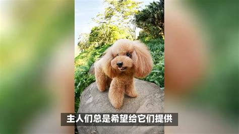 揭秘泰迪犬不能碰触的五类食物，主人须知的重要护理知识 萌宠视频 搜狐视频