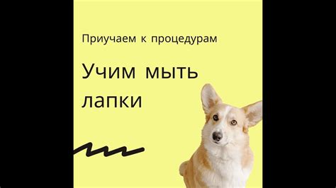 приучение к процедурам часть 1. Как приучить собаку мыть лапки? - YouTube