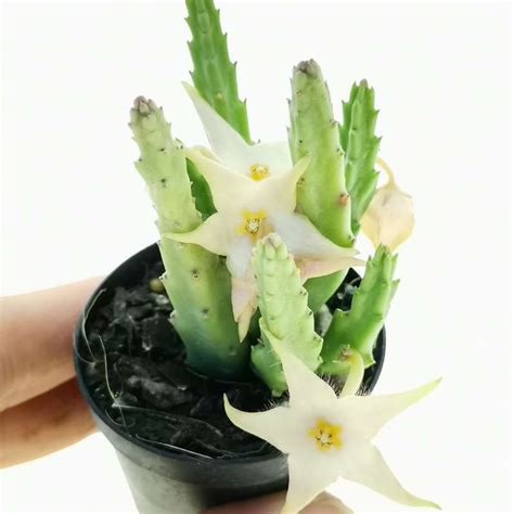 Stapelia Divaricata 55 Cm Asclepidaceae Giromagi Vendita Piante