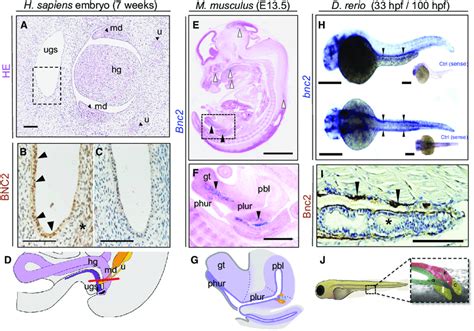 Embryonic Expression Of Bnc In Human Murine And Zebrafish Larvae