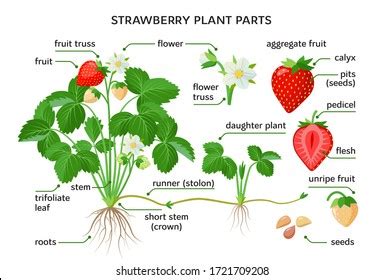 Plant Parts Photos, Images & Pictures | Shutterstock