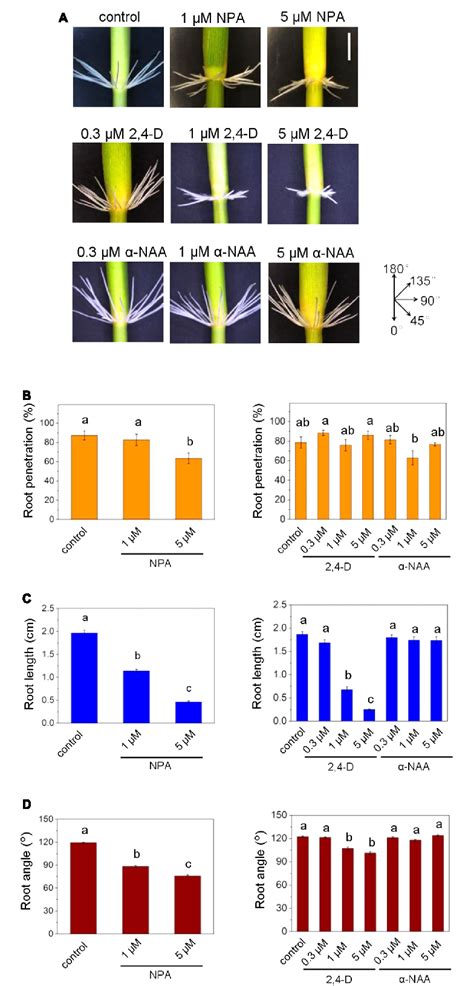 Figure 1 From Polar Auxin Transport Determines Adventitious Root