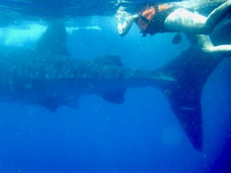 Swim With Whale Sharks Cancun