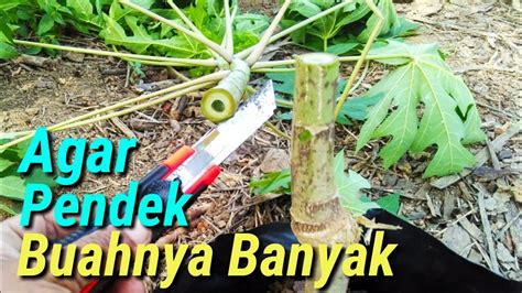 Cara Membuat Pohon Pepaya Pendek Berbuah Lebat Youtube