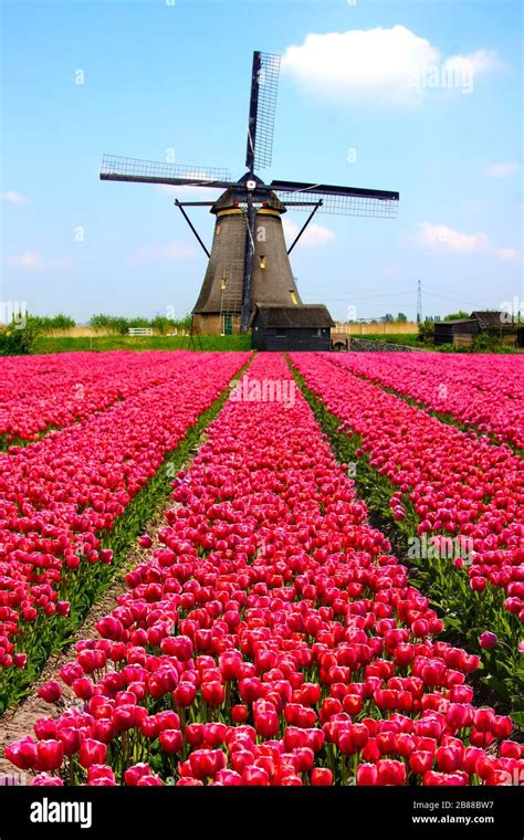 Dutch Windmill Tulips Hi Res Stock Photography And Images Alamy