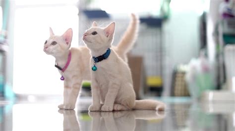 Male vs Female Cats: 4 Key Differences Explained - Southwest Journal