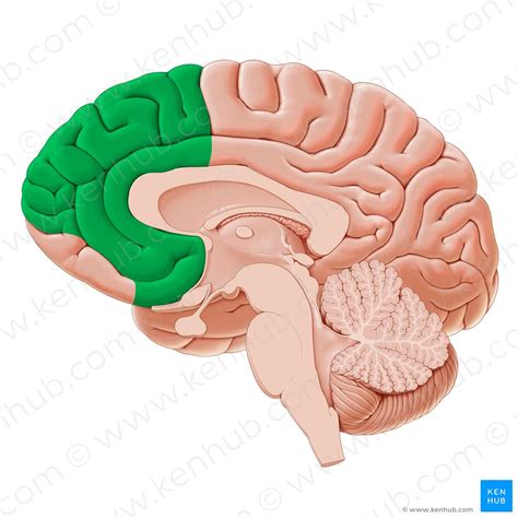 Prefrontal Cortex Structure And Function Kenhub