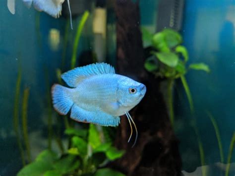 Blue Gourami: Complete Guide to Care, Breeding, Tank Size and Disease ...