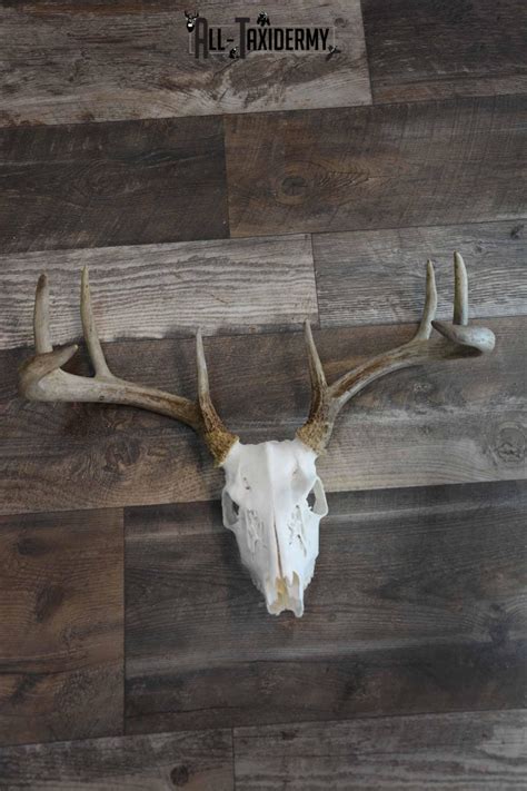 8 Point Whitetail Deer Skull for Sale SKU 1277 - All Taxidermy