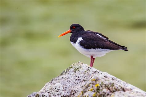 Strandskade Haematopus Ostralegus Eurasian Oystercatcher Flickr