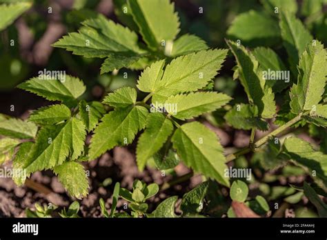 Aegopodium Podagraria Ground Elder Belongs To The Wild Herbs Stock