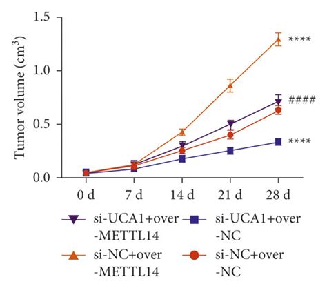 Uca Promoted Aml Development By Mettl In Vivo Ac Effects Of