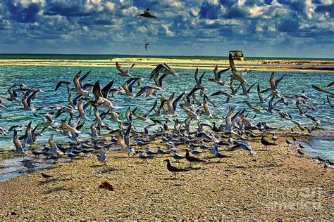 A Flock Of Terns Photograph By Hans Suess Fine Art America