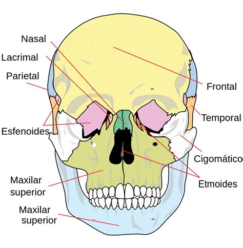 Huesos De La Cara Anatom A Funci N Cu Ntos Son Y Mucho M S