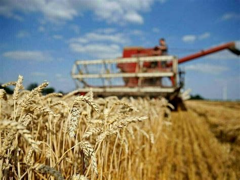 Russian Wheat Prices Fall On Weaker Rouble Markets Business Recorder